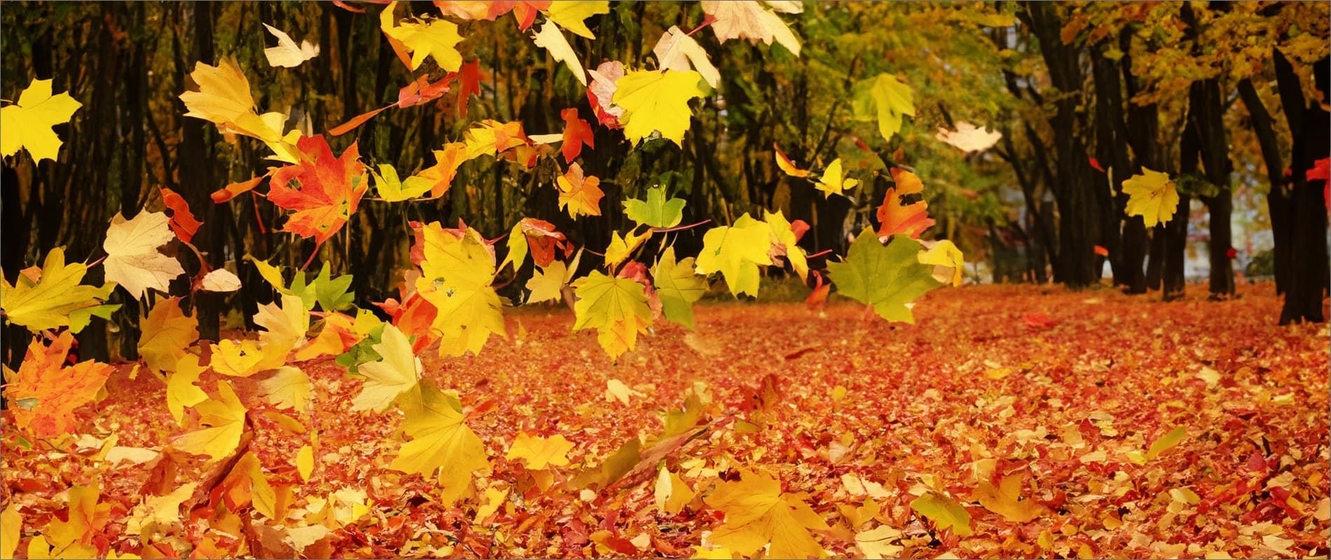 Complete Guide to explore Marquette’s Fall season